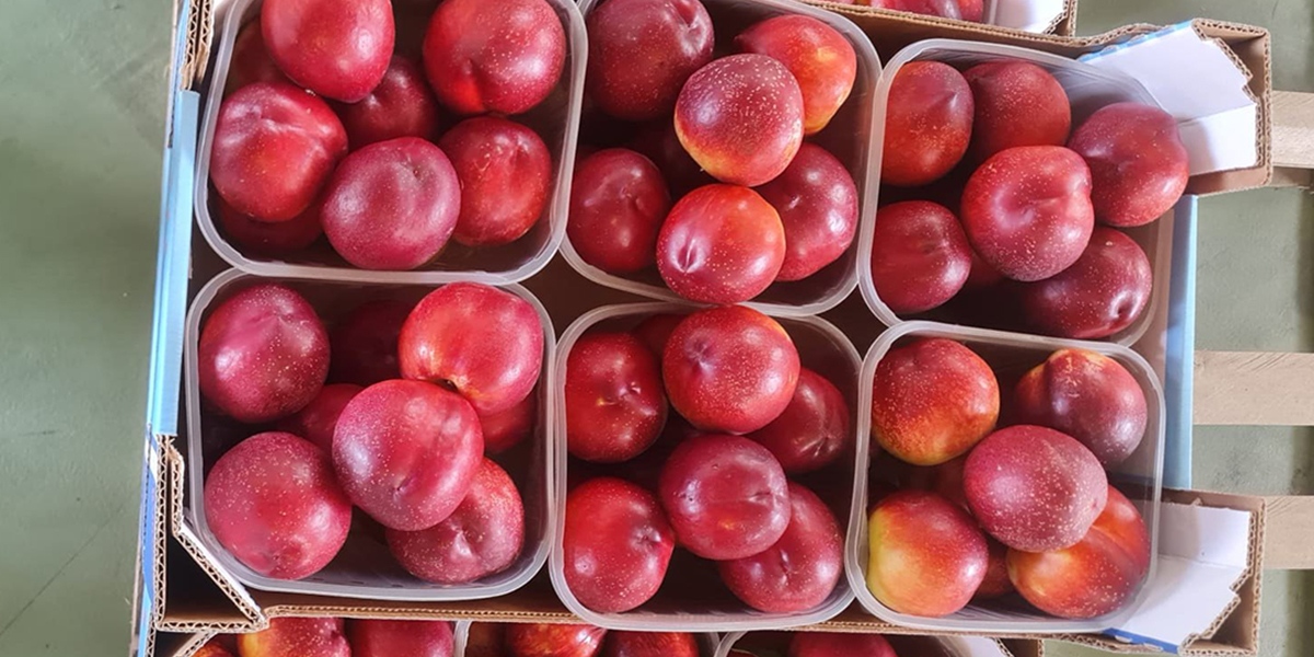 La frutta estiva scalpita, a Rimini le prime nettarine